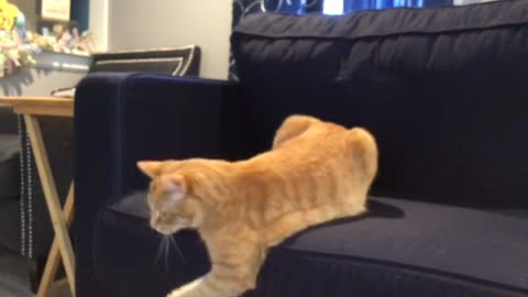 Cat jumping and catching