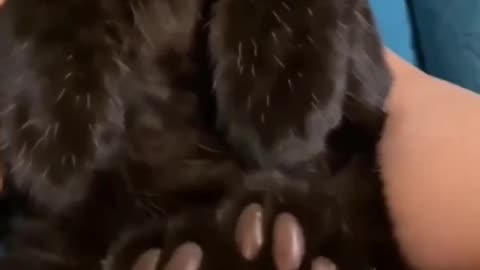 Supersized Black Cat