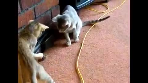 3 Cats playing with a mouse.