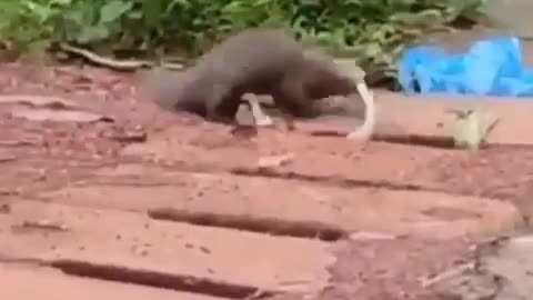 Mongoose introduction in Fiji goes horribly wrong ll snake fighting mongoose