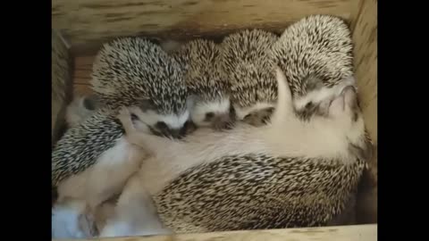 The Hedgehog family Sleeps After Dinner Today