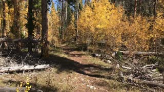 A Walk Through Wyoming Aspens