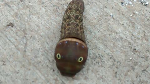 Eastern Tiger Swallowtail Caterpillar Climbing Up A Garage Door