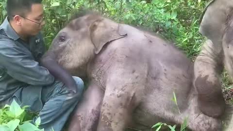 The baby elephant lazily doesn't want to get up