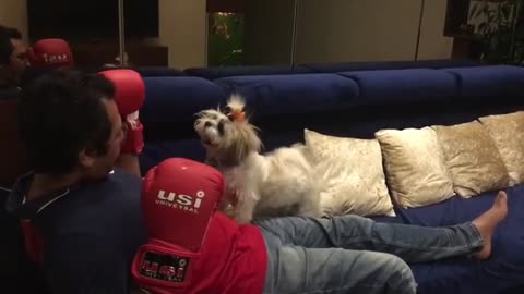 Dogy Loves Boxing