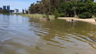 Introducing My Australian Cattle Dog "Bear"