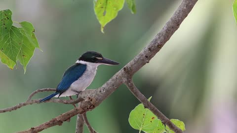 Beautiful birds charming in the jungle HD