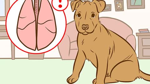 Recognize and Treat Salivary Mucocele in Dogs