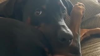 Silly Pooch Confuses Leg for Yummy Bone