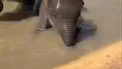 A baby elephant is bathing..