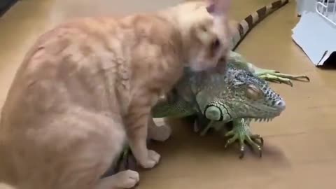 Cat Uses A Lizzard To Scratch Itself