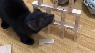 Sable Buddy rescued from the fur farm is ruining the jenga tower