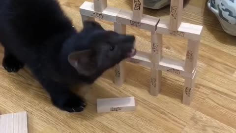 Sable Buddy rescued from the fur farm is ruining the jenga tower