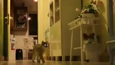 NIght Vision Camera to show what my Cats Doing in the Night