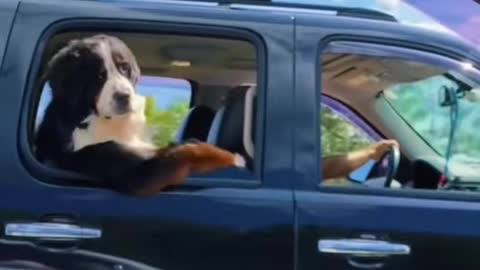 When a dog is accosted while cruising, the dog responds promptly