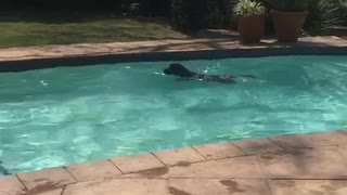 Black dog jumping into pool fetching