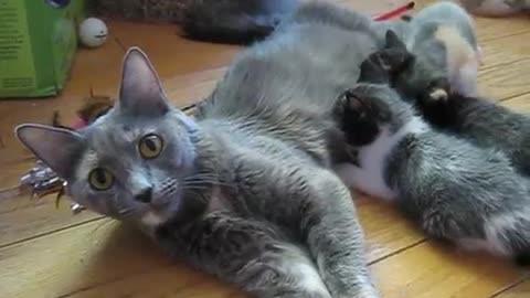 Mama Cat Calls Her Kittens For Lunch, But The Way She Does It Is So Adorable!
