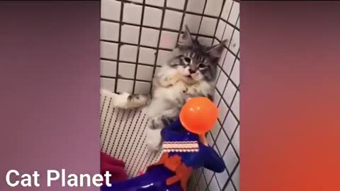 Funny Cats Video Compilation 2021 REALLY FUNNY & CUTE