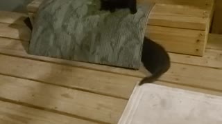 Kittens play 1