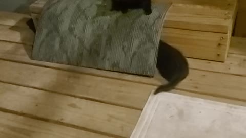 Kittens play 1