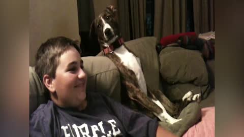 An Adorable Dog Watching TV