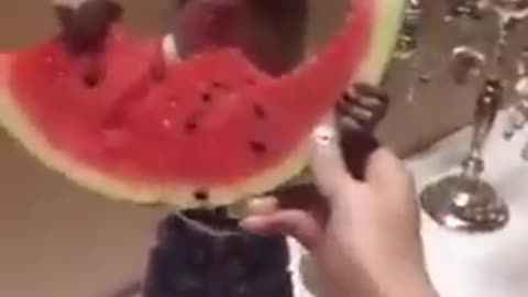 Monkey love watermelons