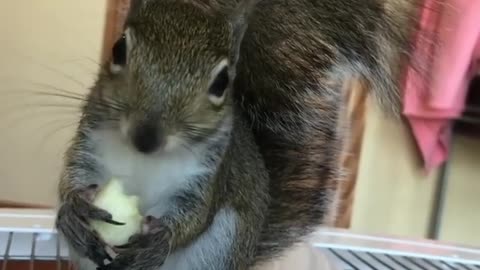 Sweet baby Stanlee loves apples