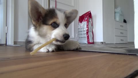 baby corgi chewing on a stick