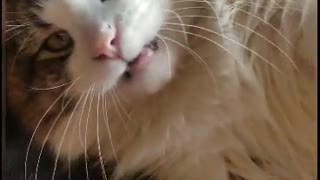 Big fat cat cries every time you touch him