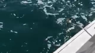 Shark vs Fiji Frat Boy