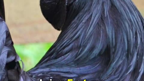 Ayam Cemani Chicken | This Chicken Whole Body Is Black