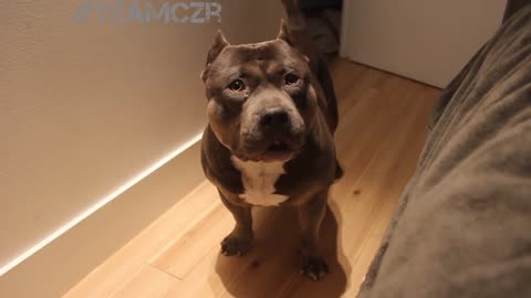 Talking dog Crz. American Bully is so smart!