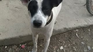 Neighbor's Dog Smiling at Me