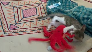 Kitten Meets New Toy