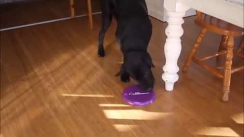 Watch as this excited dog tries to pick up his frisbee