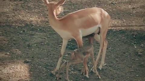 Little deer appears to have fun with the mama!!!