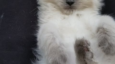 Ragdoll kitten pool side