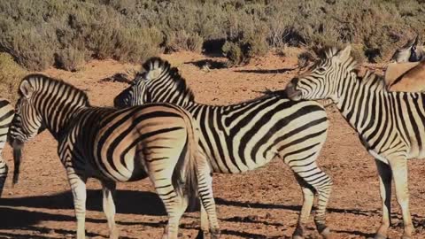 Beautiful Zebras in Jungle HD