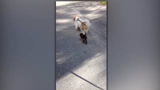 Baby Raccoon And Dog Go For A Neighborhood Stroll