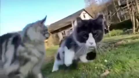 cat in pursuit