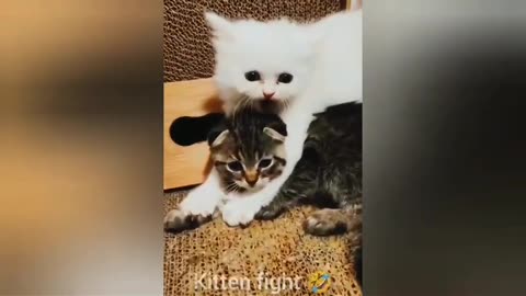 funny pets video