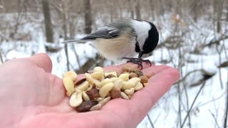 Hand-Feeding Birds in Slow Motion - Black-Capped Chickadees.