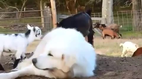 Ewe Can't Resist: Lamb's Baa-rilliant Playtime with Sleepy Pup!