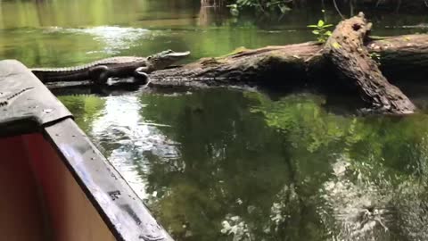 Dad get away from the gator