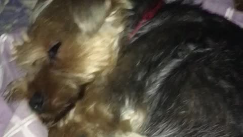 Cute yorkie cries after a bad dream