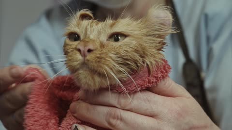 Woman Wiping a Cat with a Towel