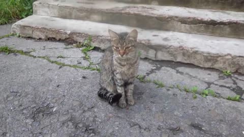 Father meow and mother with a kitten