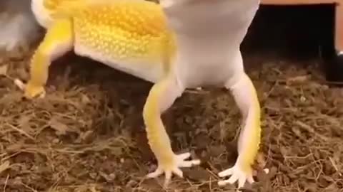 Yellow chameleon