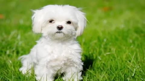 10 cute and cuddly puppies