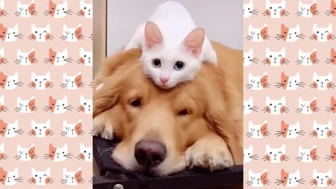 Cute kitten loves dog